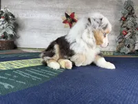 Baxter, a male Miniature Australian Shepherd for sale in Grabill, IN – Photo 5 of 9