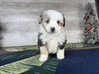 Baxter, a male Miniature Australian Shepherd for sale in Grabill, IN – Photo 1 of 9