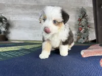 Baxter, a male Miniature Australian Shepherd for sale in Grabill, IN – Photo 8 of 9
