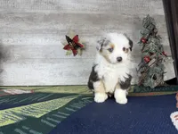 Baxter, a male Miniature Australian Shepherd for sale in Grabill, IN – Photo 4 of 9