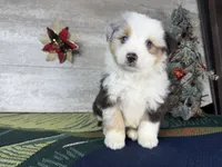 Baxter, a male Miniature Australian Shepherd for sale in Grabill, IN – Photo 3 of 9