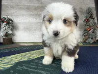 Baxter, a male Miniature Australian Shepherd for sale in Grabill, IN – Photo 7 of 9