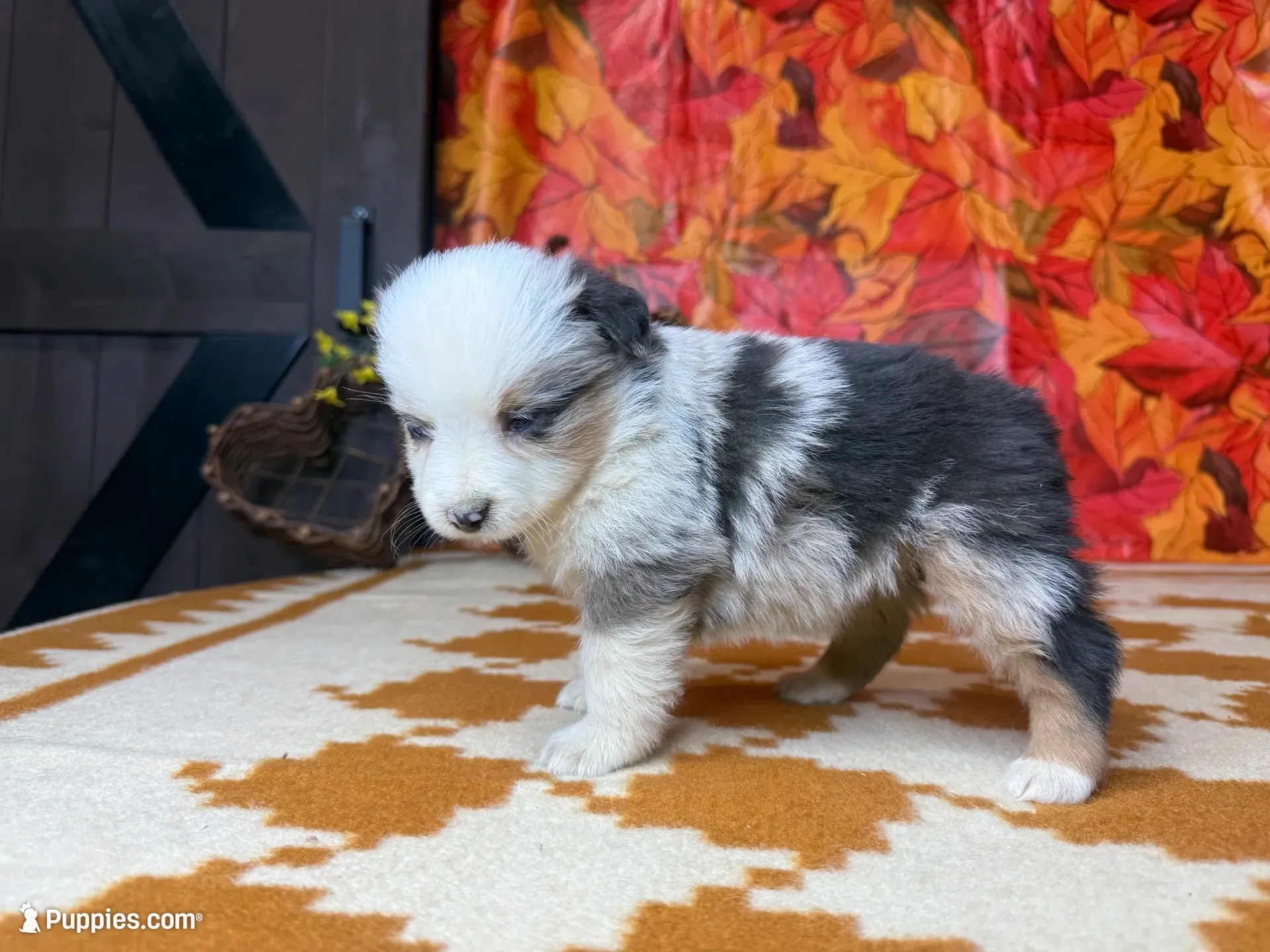 Ella 4805, a female Miniature Australian Shepherd for sale in Grabill, IN – 2 of 8