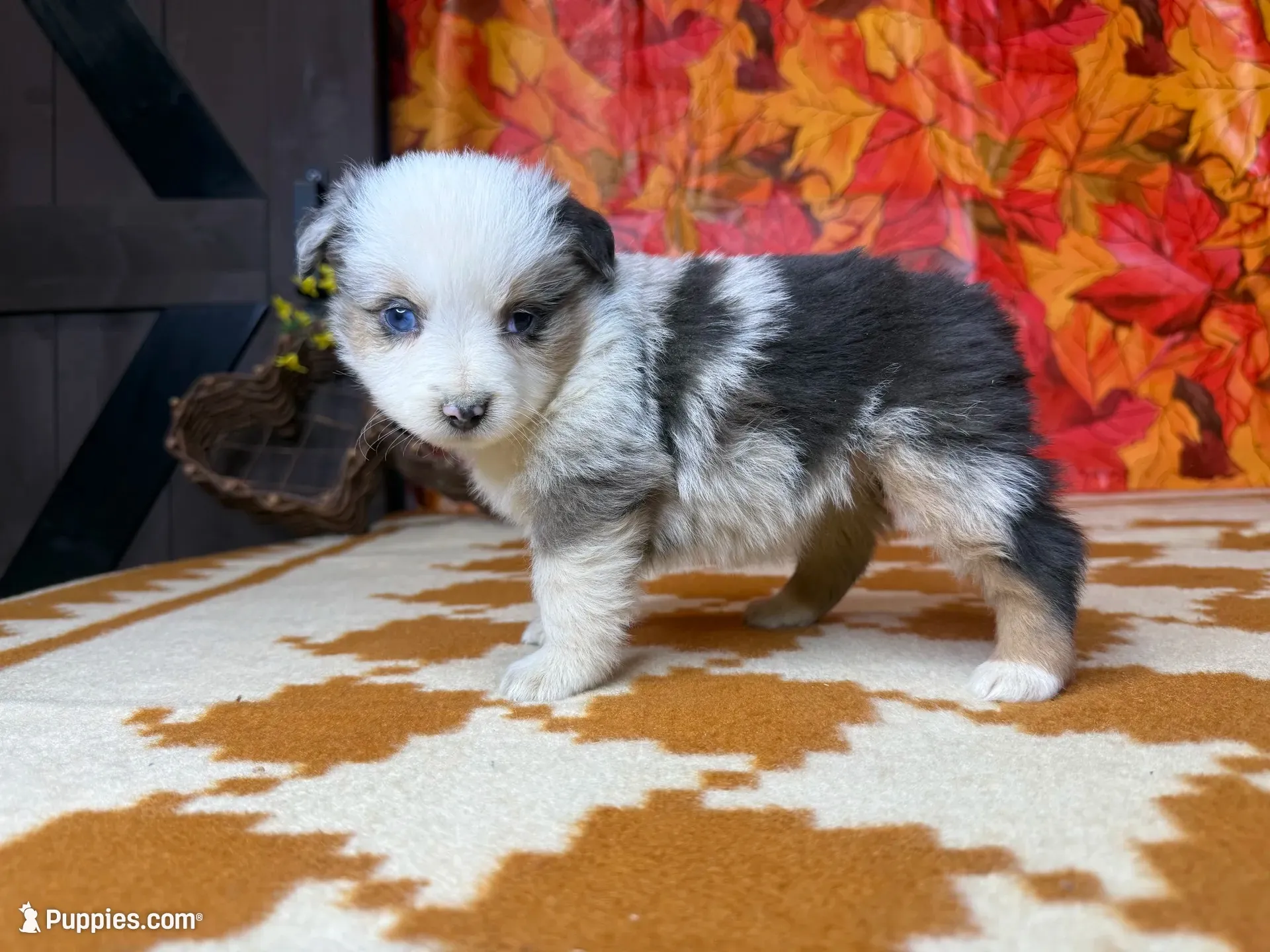 Ella 4805, a female Miniature Australian Shepherd for sale in Grabill, IN – 3 of 8