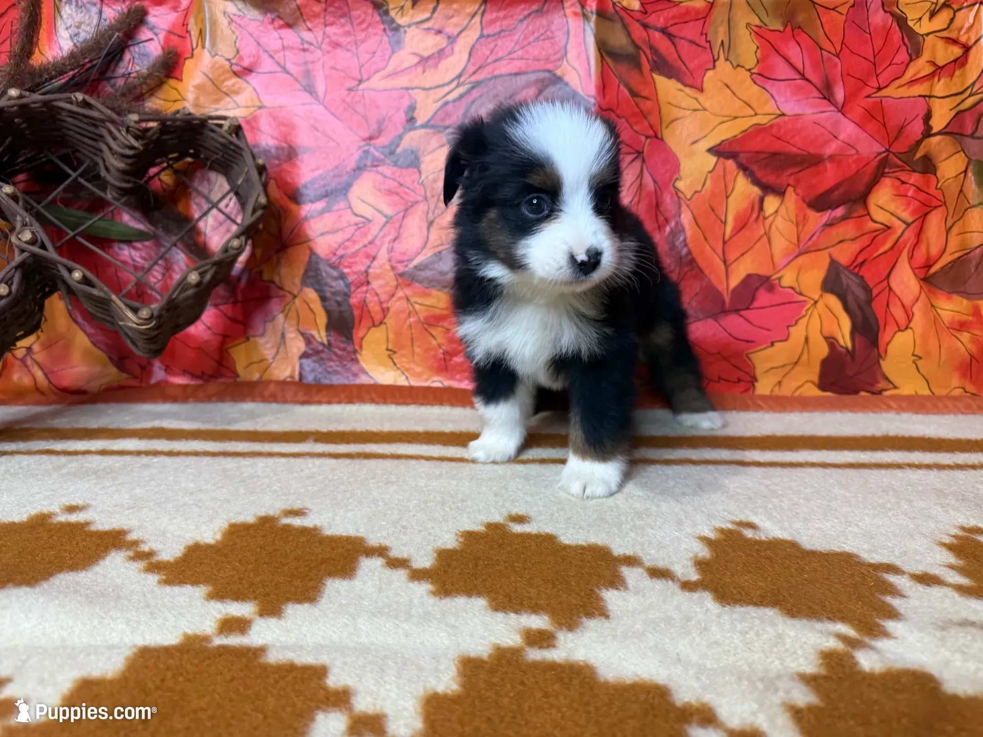 Rocky 4808, a male Miniature Australian Shepherd for sale in Grabill, IN – 4 of 9