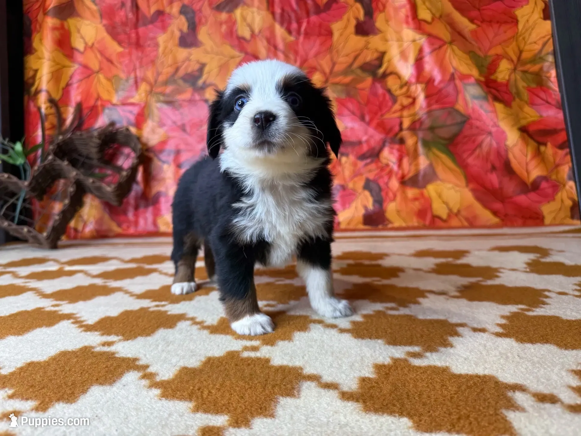 Lucy 4830, a female Miniature Australian Shepherd for sale in Grabill, IN – 1 of 7