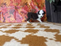 Tucker 4806, a male Miniature Australian Shepherd for sale in Grabill, IN – 5 of 7
