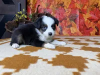 Daisy 4804, a female Miniature Australian Shepherd for sale in Grabill, IN – 7 of 9