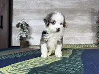 Lucy, a female Miniature Australian Shepherd for sale in Grabill, IN – Photo 6 of 9