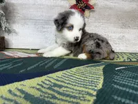 Lucy, a female Miniature Australian Shepherd for sale in Grabill, IN – Photo 1 of 9