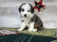 Lucy, a female Miniature Australian Shepherd for sale in Grabill, IN – Photo 5 of 9