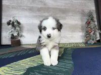 Lucy, a female Miniature Australian Shepherd for sale in Grabill, IN – Photo 2 of 9