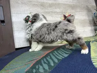 Lucy, a female Miniature Australian Shepherd for sale in Grabill, IN – Photo 9 of 9