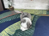 Lucy, a female Miniature Australian Shepherd for sale in Grabill, IN – Photo 8 of 9