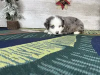 Lucy, a female Miniature Australian Shepherd for sale in Grabill, IN – Photo 4 of 9