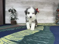 Lucy, a female Miniature Australian Shepherd for sale in Grabill, IN – Photo 7 of 9
