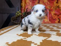 Ella 4805, a female Miniature Australian Shepherd for sale in Grabill, IN – 6 of 8