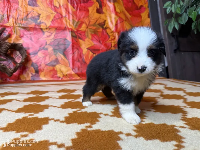 Rocky 4808 – Miniature Australian Shepherd puppy for sale in Grabill, IN