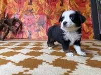 Lucy 4830, a female Miniature Australian Shepherd for sale in Grabill, IN – 3 of 7