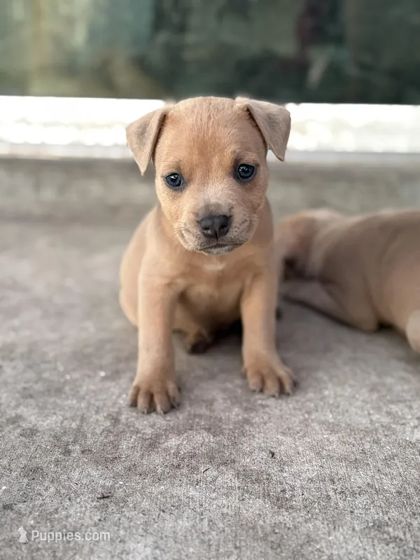 Ross – American Pit Bull Terrier puppy for sale in Port Saint Lucie, FL