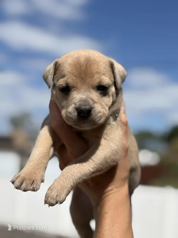 Ross – American Pit Bull Terrier puppy for sale in Port Saint Lucie, FL