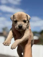 Ross, a male American Pit Bull Terrier for sale in Port Saint Lucie, FL – Photo 1 of 6