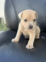 Ross, a male American Pit Bull Terrier for sale in Port Saint Lucie, FL – Photo 2 of 6