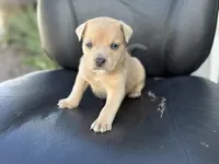 Ross, a male American Pit Bull Terrier for sale in Port Saint Lucie, FL – Photo 4 of 6