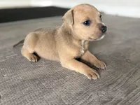 Ross, a male American Pit Bull Terrier for sale in Port Saint Lucie, FL – Photo 6 of 6