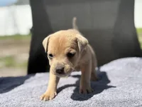 Ross, a male American Pit Bull Terrier for sale in Port Saint Lucie, FL – Photo 3 of 6