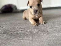 Ross, a male American Pit Bull Terrier for sale in Port Saint Lucie, FL – Photo 5 of 6