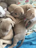 Titian, a male American Pit Bull Terrier for sale in Port Saint Lucie, FL – Photo 7 of 7