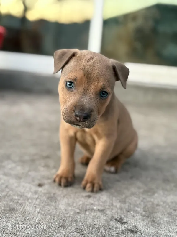 Titian – American Pit Bull Terrier puppy for sale in Port Saint Lucie, FL