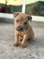 Titian, a male American Pit Bull Terrier for sale in Anoka, MN – Photo 1 of 10