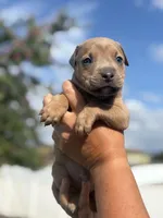 Titian, a male American Pit Bull Terrier for sale in Port Saint Lucie, FL – Photo 2 of 7
