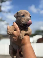 Titian, a male American Pit Bull Terrier for sale in Port Saint Lucie, FL – Photo 4 of 7