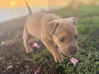 Titian, a male American Pit Bull Terrier for sale in Anoka, MN – Photo 2 of 10