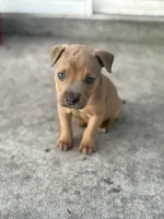 Titian, a male American Pit Bull Terrier for sale in Anoka, MN – Photo 3 of 10