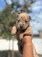 Titian, a male American Pit Bull Terrier for sale in Port Saint Lucie, FL – Photo 5 of 7