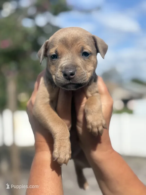 Titian – American Pit Bull Terrier puppy for sale in Port Saint Lucie, FL