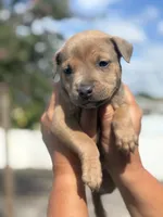 Titian, a male American Pit Bull Terrier for sale in Port Saint Lucie, FL – Photo 3 of 7