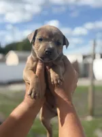 Titian, a male American Pit Bull Terrier for sale in Port Saint Lucie, FL – Photo 6 of 7