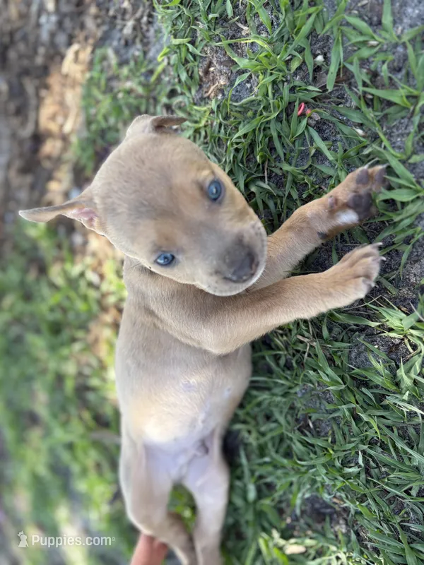 Titian – American Pit Bull Terrier puppy for sale in Port Saint Lucie, FL