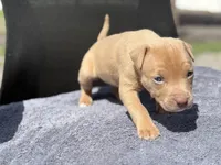 Sky, a female American Pit Bull Terrier for sale in Port Saint Lucie, FL – Photo 3 of 5