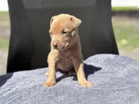 Sky, a female American Pit Bull Terrier for sale in Port Saint Lucie, FL – Photo 4 of 5