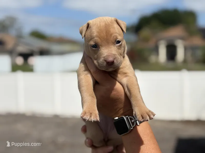 Sky – American Pit Bull Terrier puppy on hold in Port Saint Lucie, FL