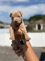 Sky, a female American Pit Bull Terrier for sale in Port Saint Lucie, FL – Photo 2 of 5