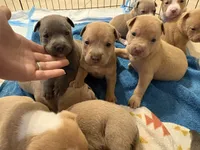 Sky, a female American Pit Bull Terrier for sale in Port Saint Lucie, FL – Photo 5 of 5