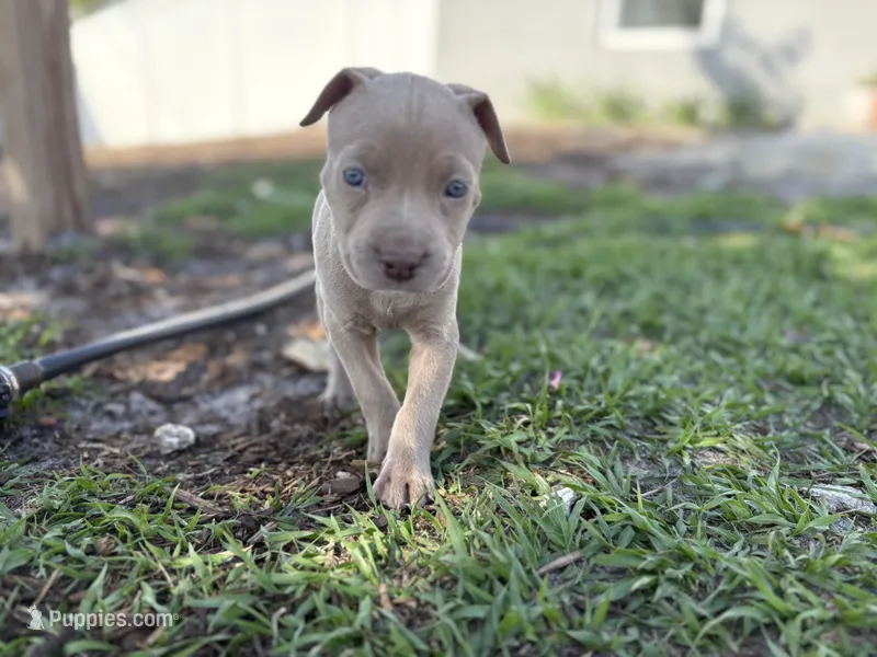 Faye – American Pit Bull Terrier puppy for sale in Port Saint Lucie, FL
