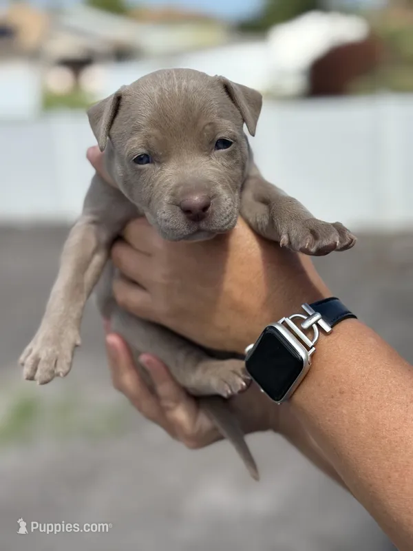 Faye – American Pit Bull Terrier puppy for sale in Port Saint Lucie, FL